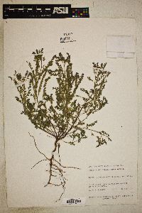 Phyllanthus polygonoides image