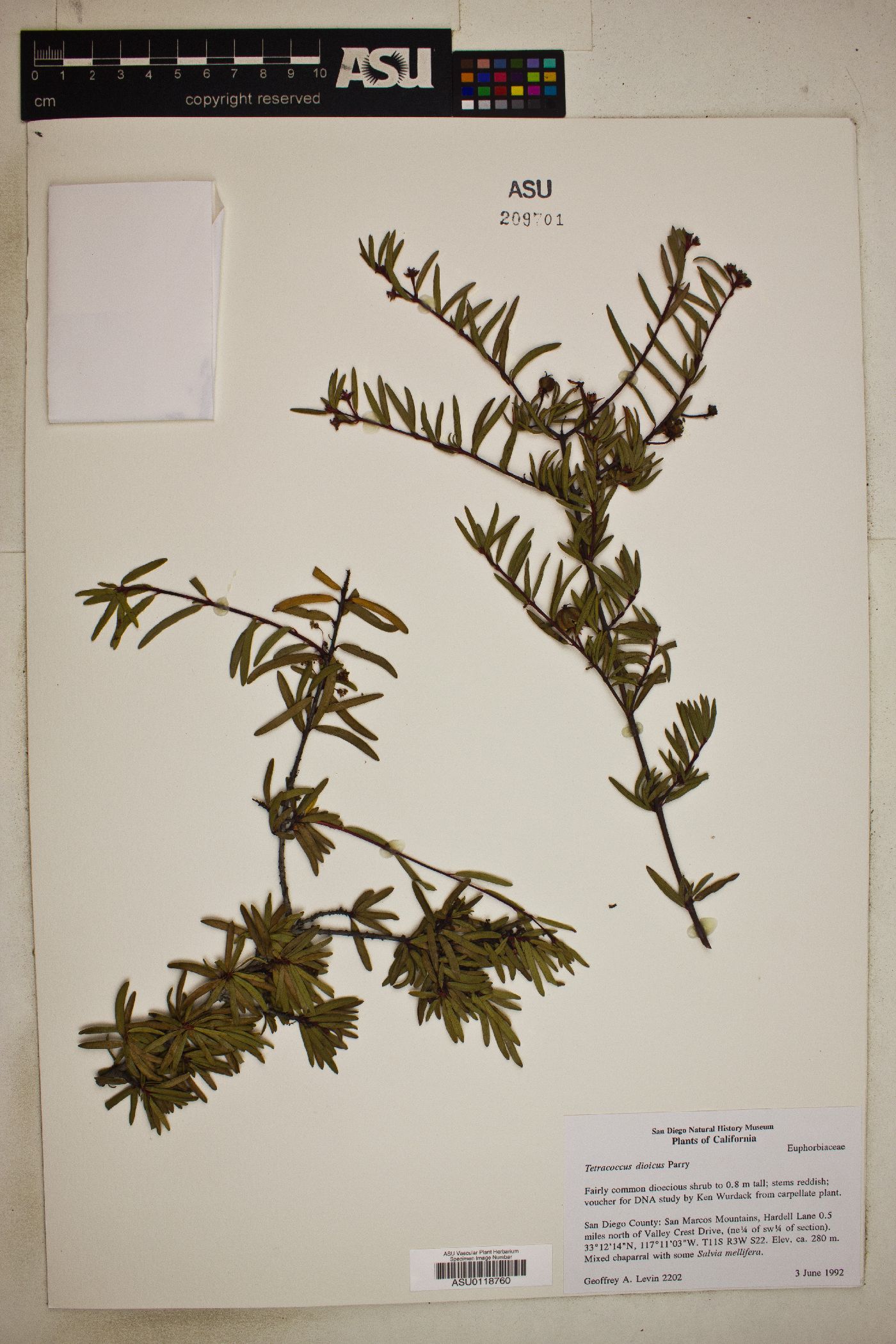 Tetracoccus dioicus image
