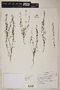 Sairocarpus kingii image