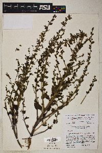Sairocarpus pusillus image
