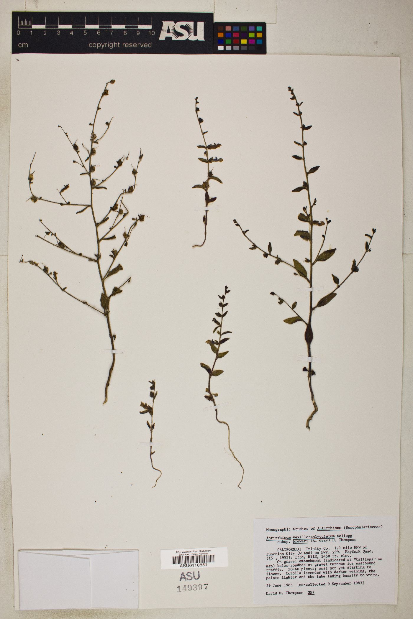 Antirrhinum vexillo-calyculatum image