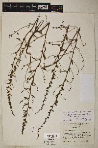 Antirrhinum vexillo-calyculatum subsp. intermedium image