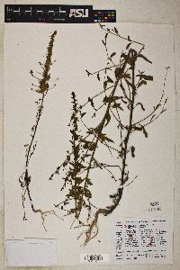 Antirrhinum vexillo-calyculatum image