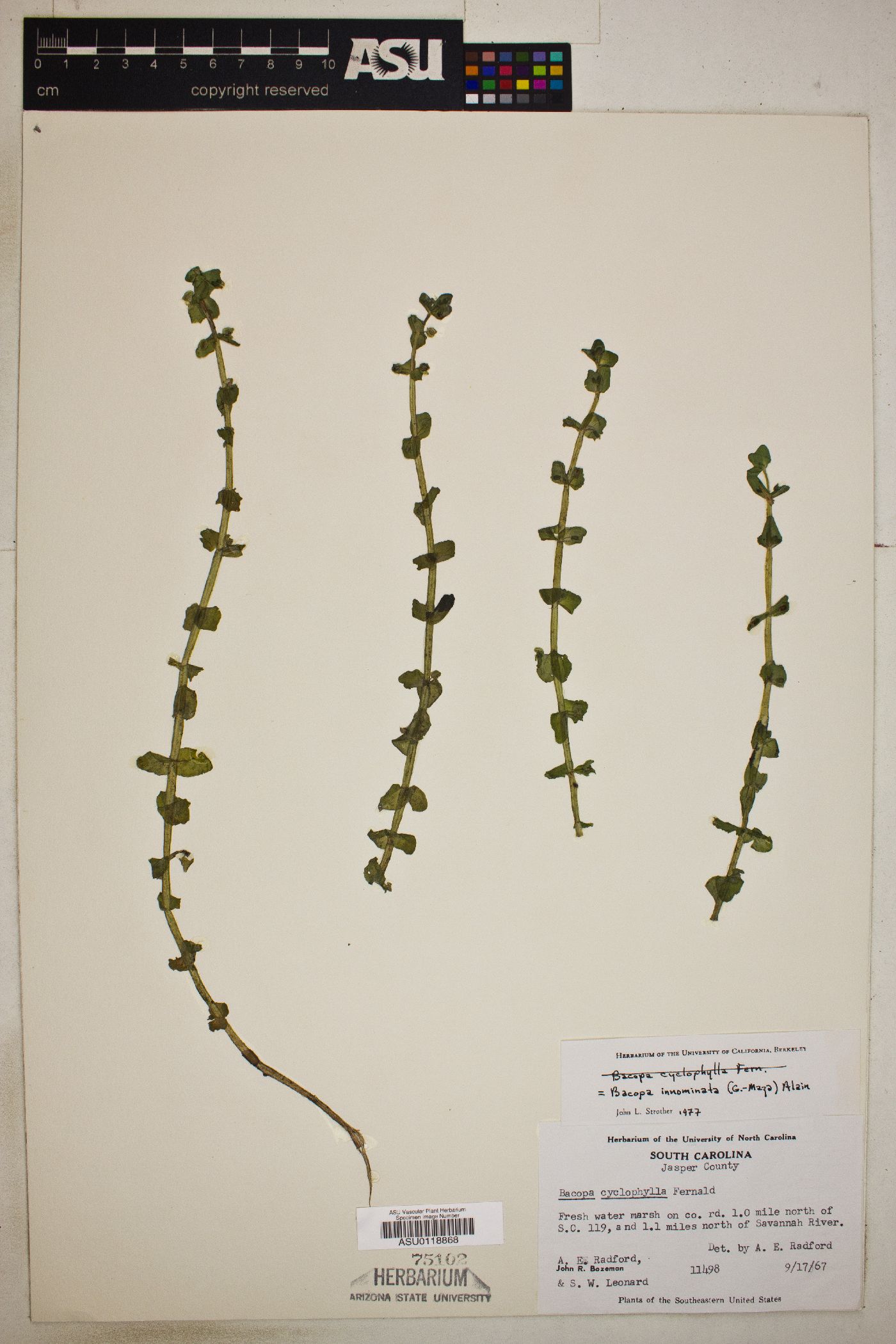 Bacopa innominata image