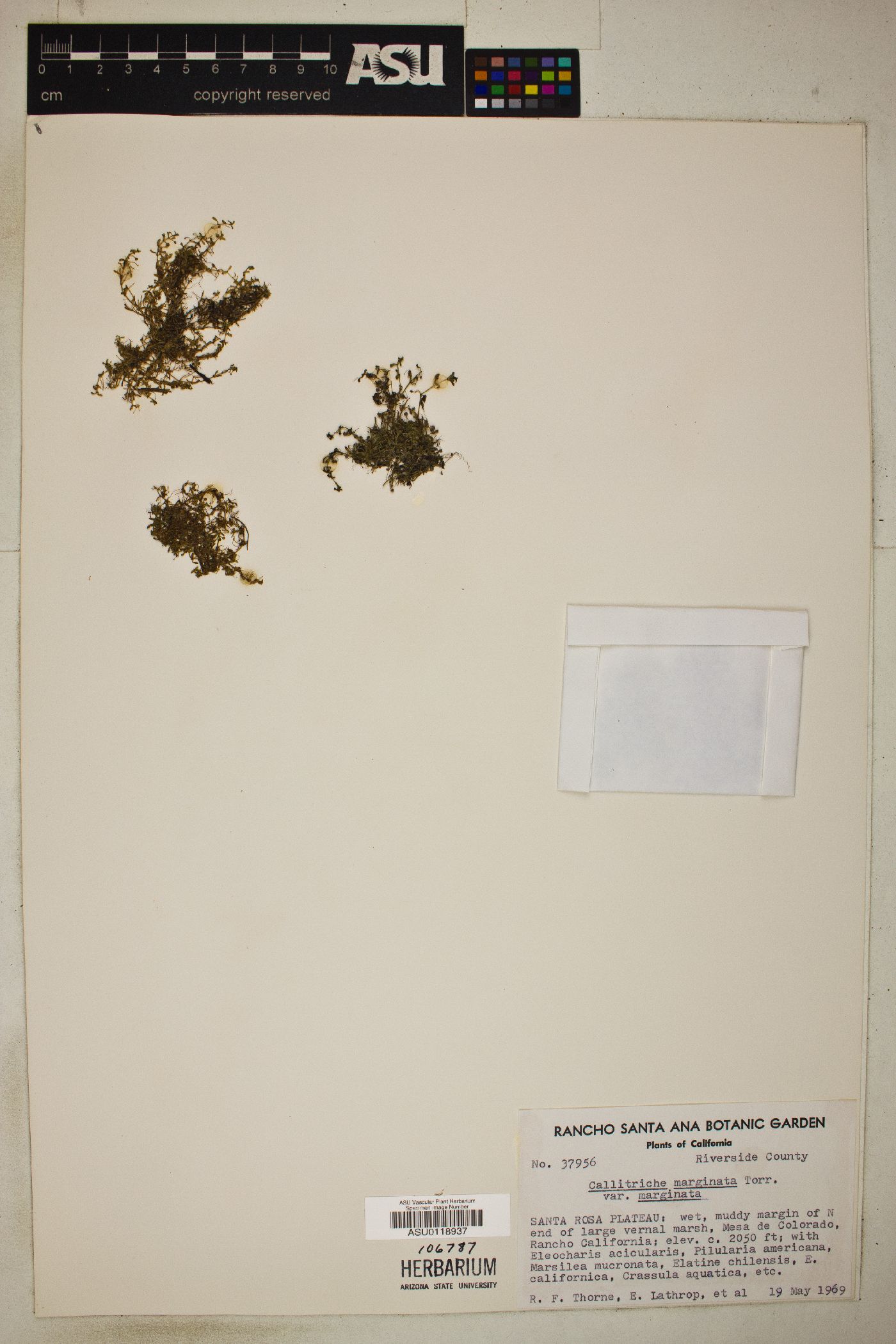 Callitriche marginata var. marginata image