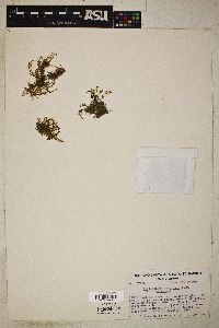 Callitriche marginata var. marginata image