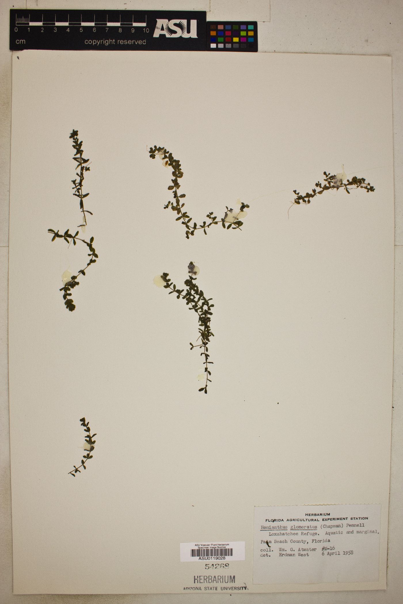 Hemianthus glomeratus image