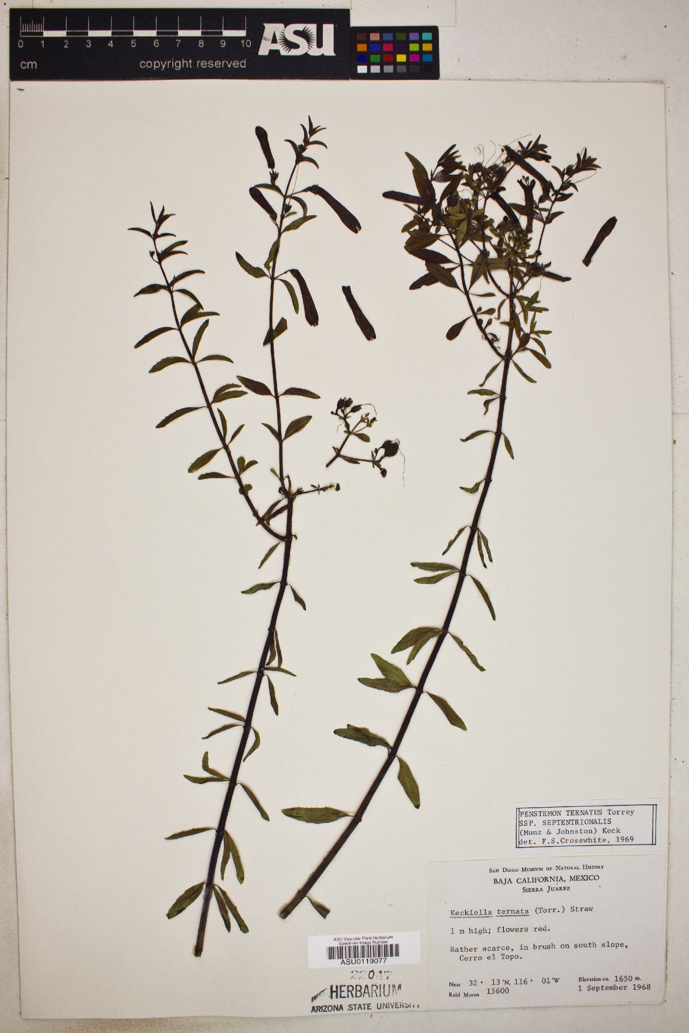 Penstemon ternatus subsp. septentrionalis image