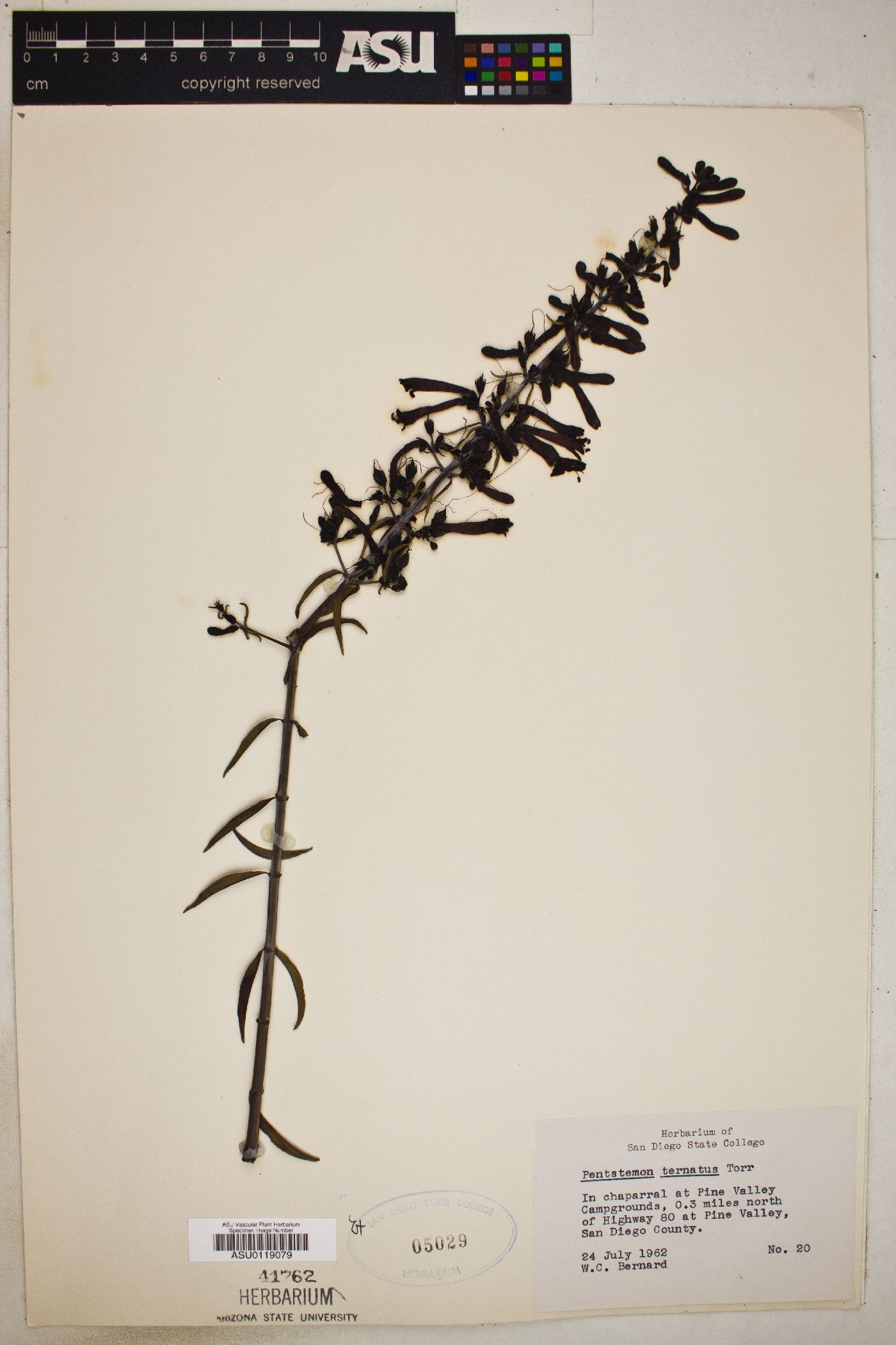 Penstemon ternatus image