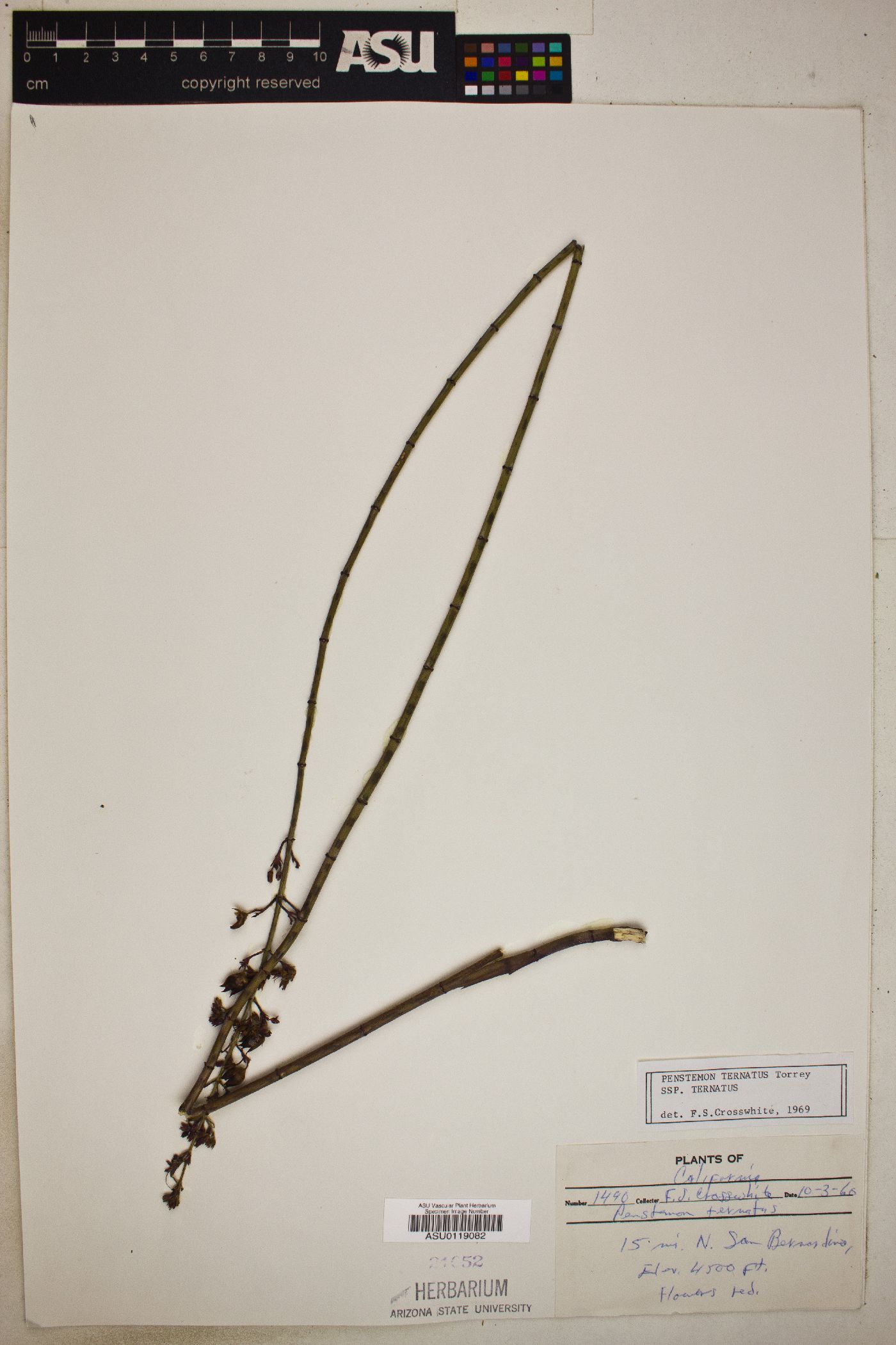 Penstemon ternatus subsp. ternatus image