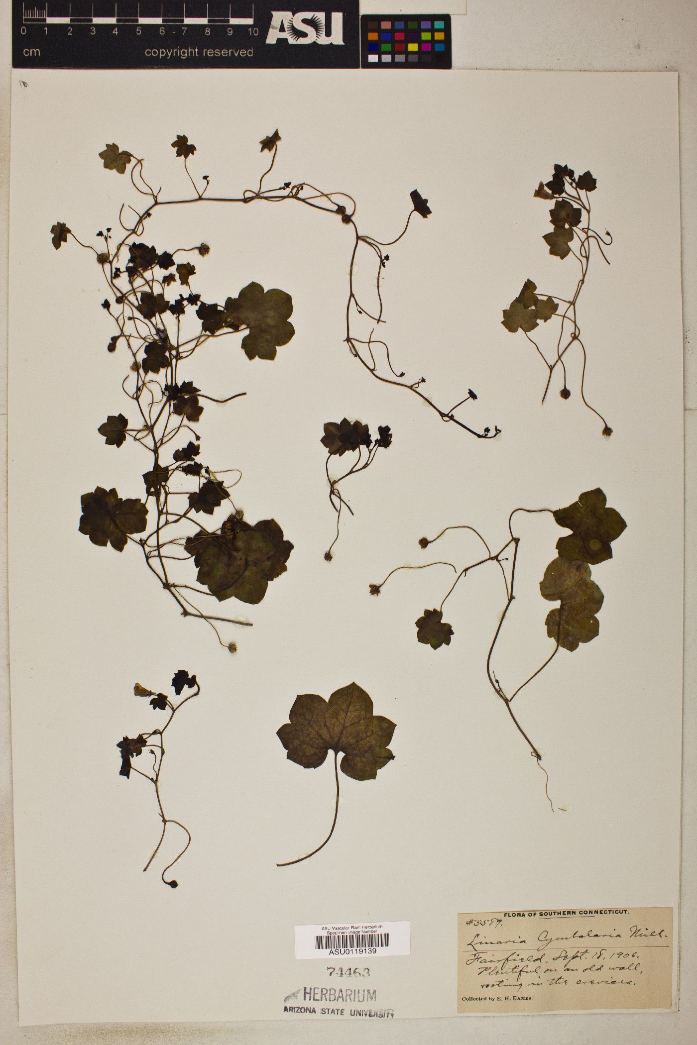 Linaria cymbalaria image
