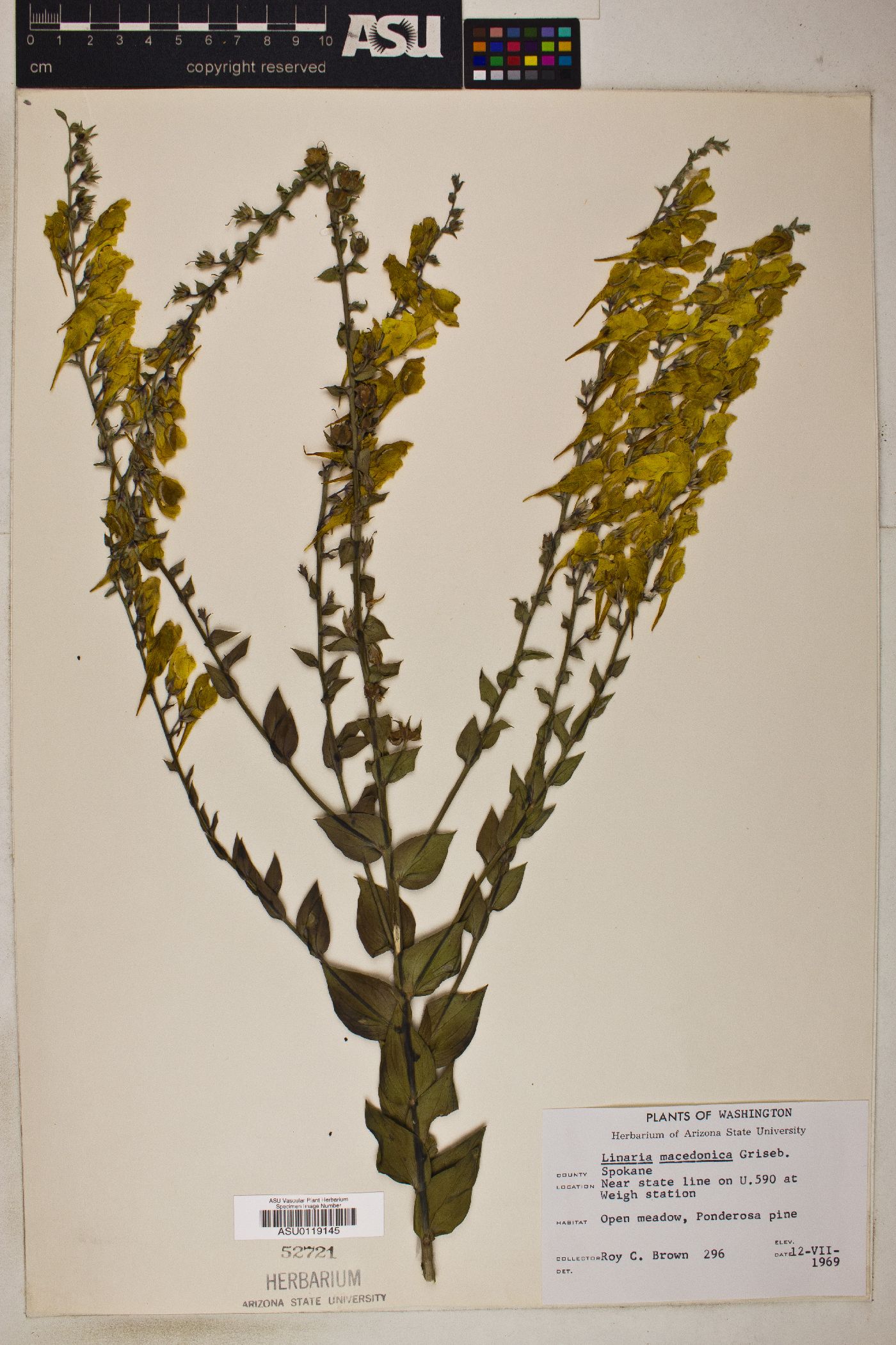Linaria dalmatica subsp. macedonica image