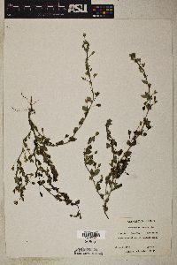 Mecardonia procumbens image