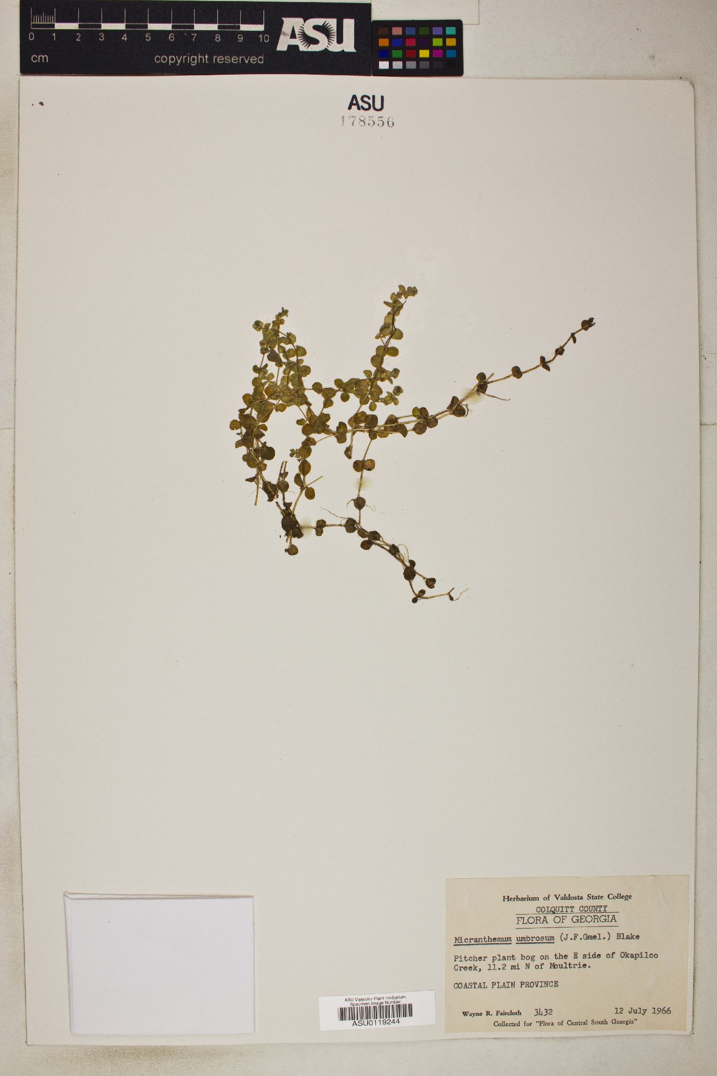 Micranthemum umbrosum image