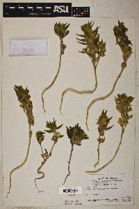 Mohavea breviflora image