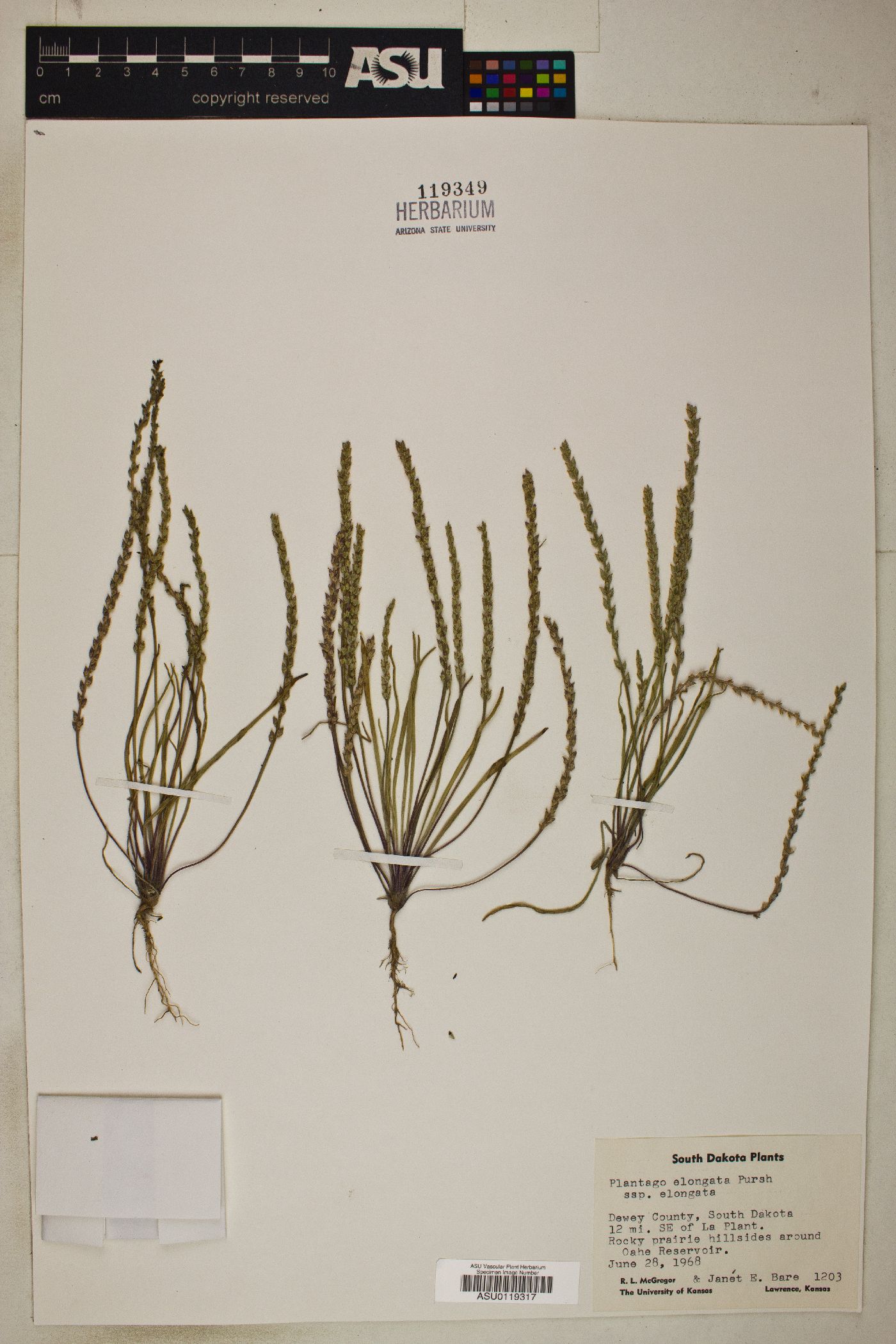Plantago elongata subsp. elongata image