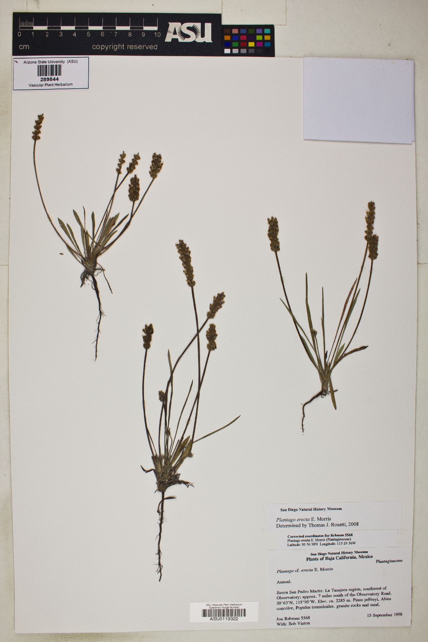 Plantago erecta image