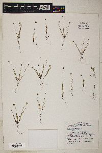 Plantago erecta image