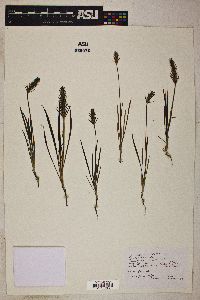 Plantago helleri image