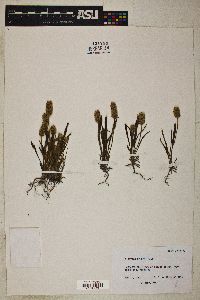 Plantago helleri image