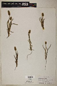 Plantago helleri image