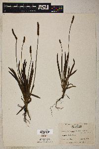 Plantago wrightiana image