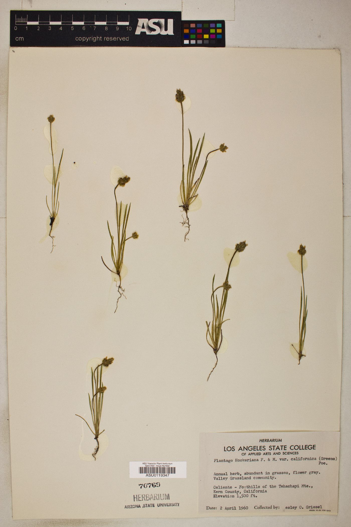 Plantago erecta image