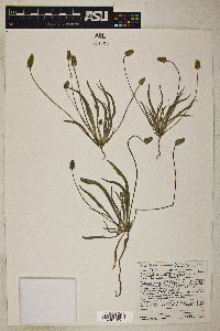 Plantago ovata var. fastigiata image