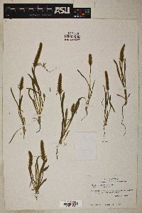 Plantago ovata image