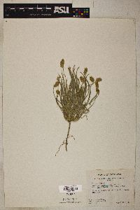 Plantago ovata image