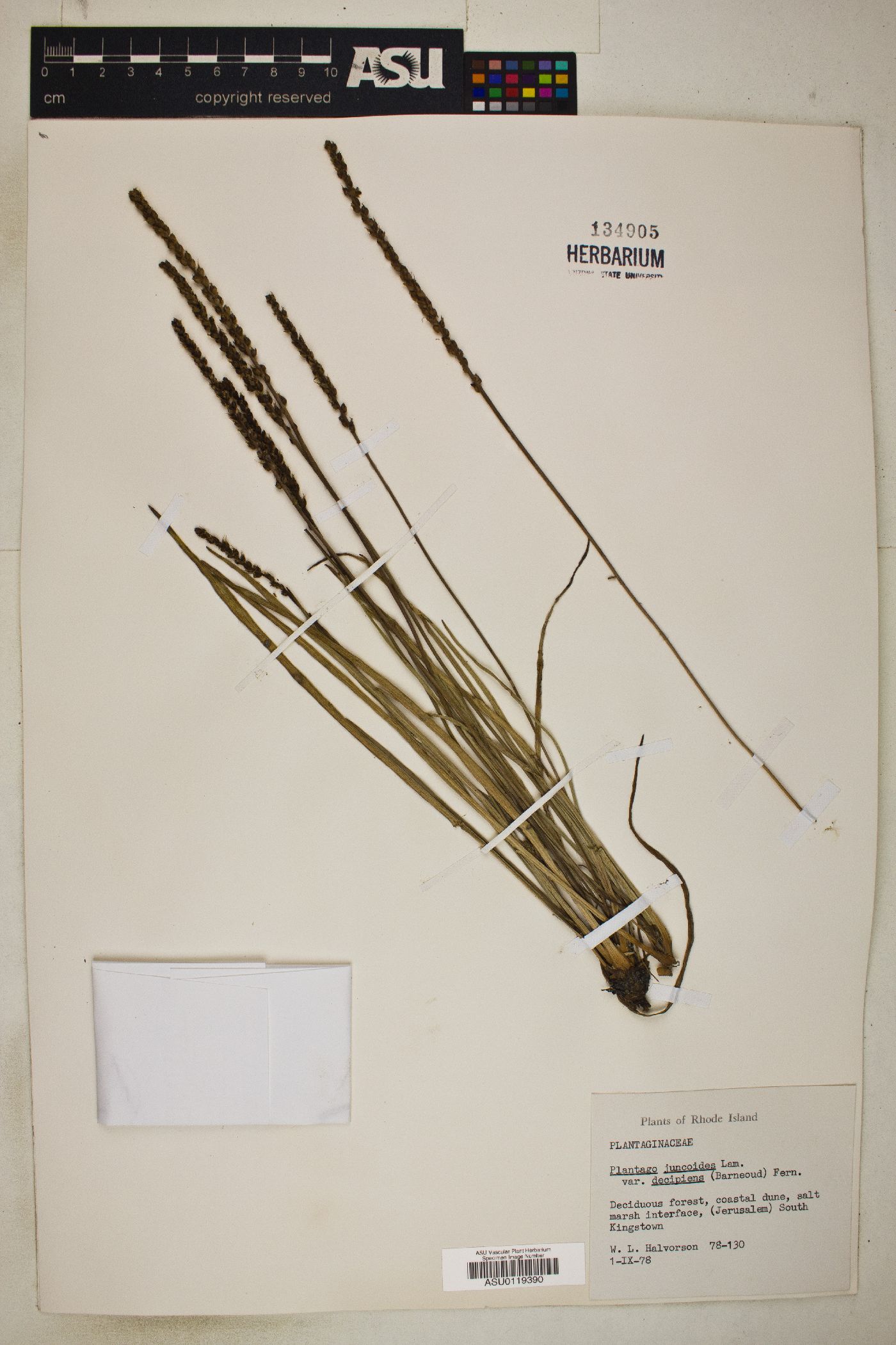 Plantago juncoides var. decipiens image
