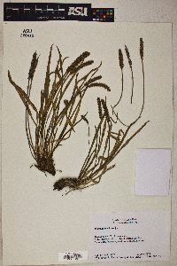 Plantago maritima image