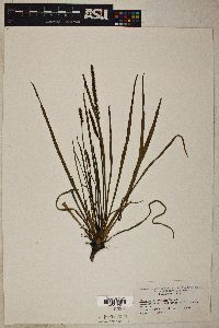 Plantago oliganthos image