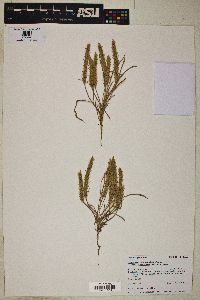 Plantago patagonica image