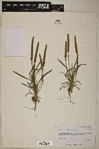 Plantago patagonica image