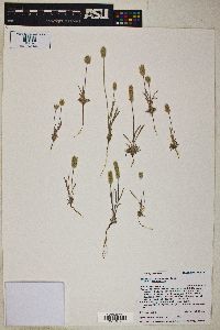 Plantago patagonica image