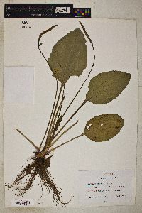 Plantago rugelii image