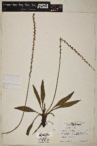 Image of Plantago sparsiflora