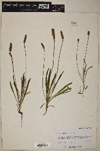 Plantago wrightiana image