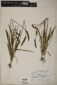 Plantago wrightiana image