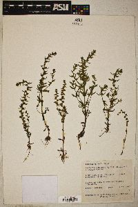 Veronica peregrina subsp. xalapensis image