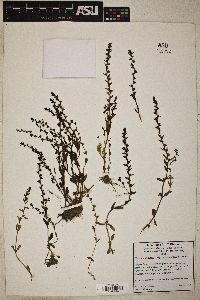 Veronica peregrina subsp. xalapensis image