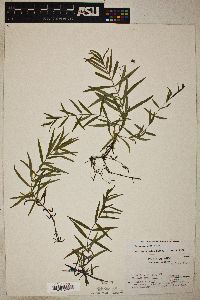 Veronica scutellata image