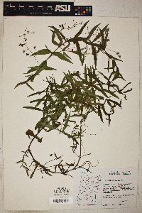 Veronica scutellata image