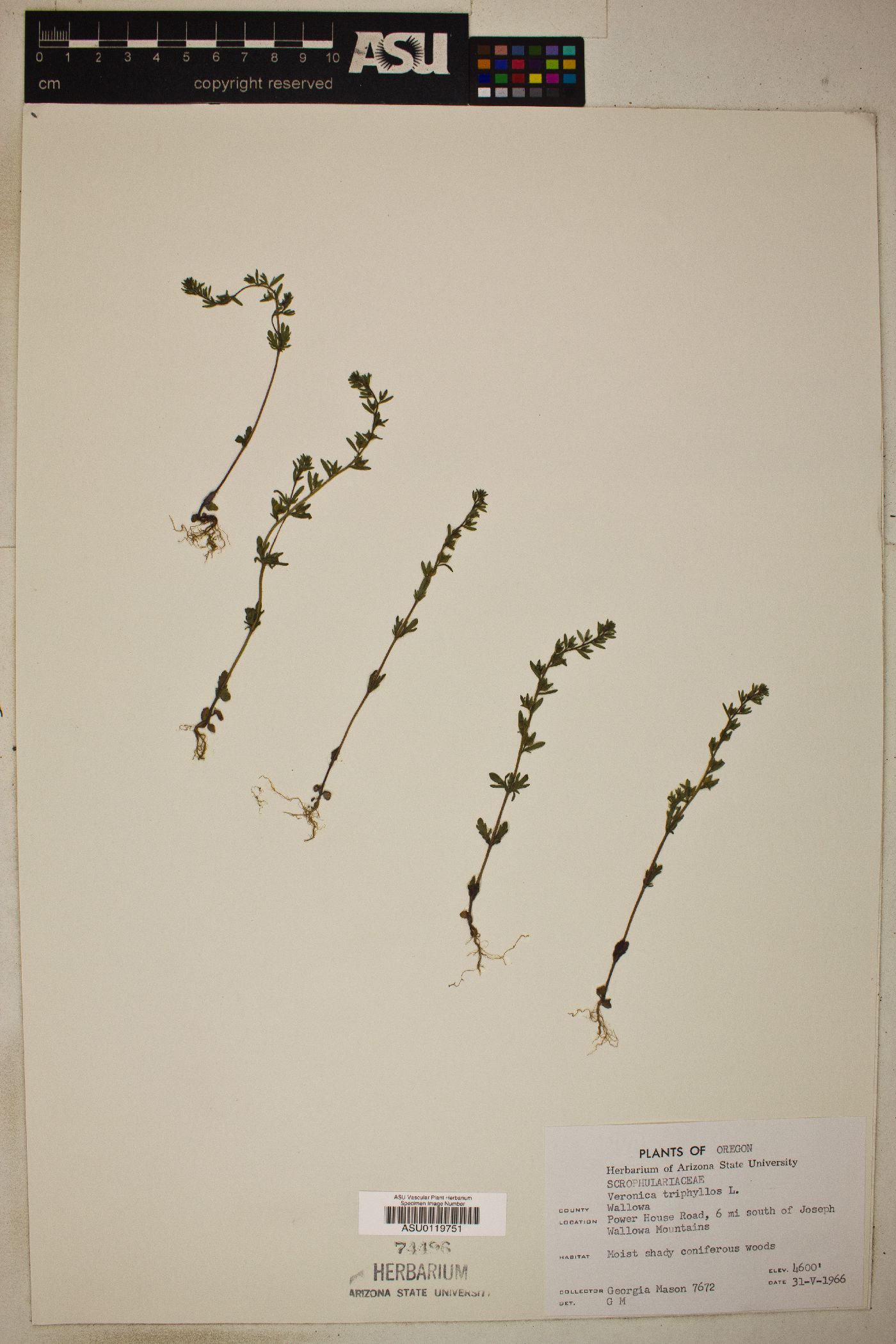 Veronica triphyllos image