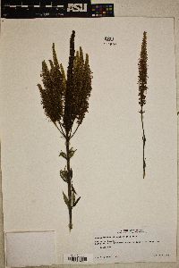 Veronicastrum virginicum image