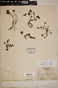 Synthyris ranunculina image