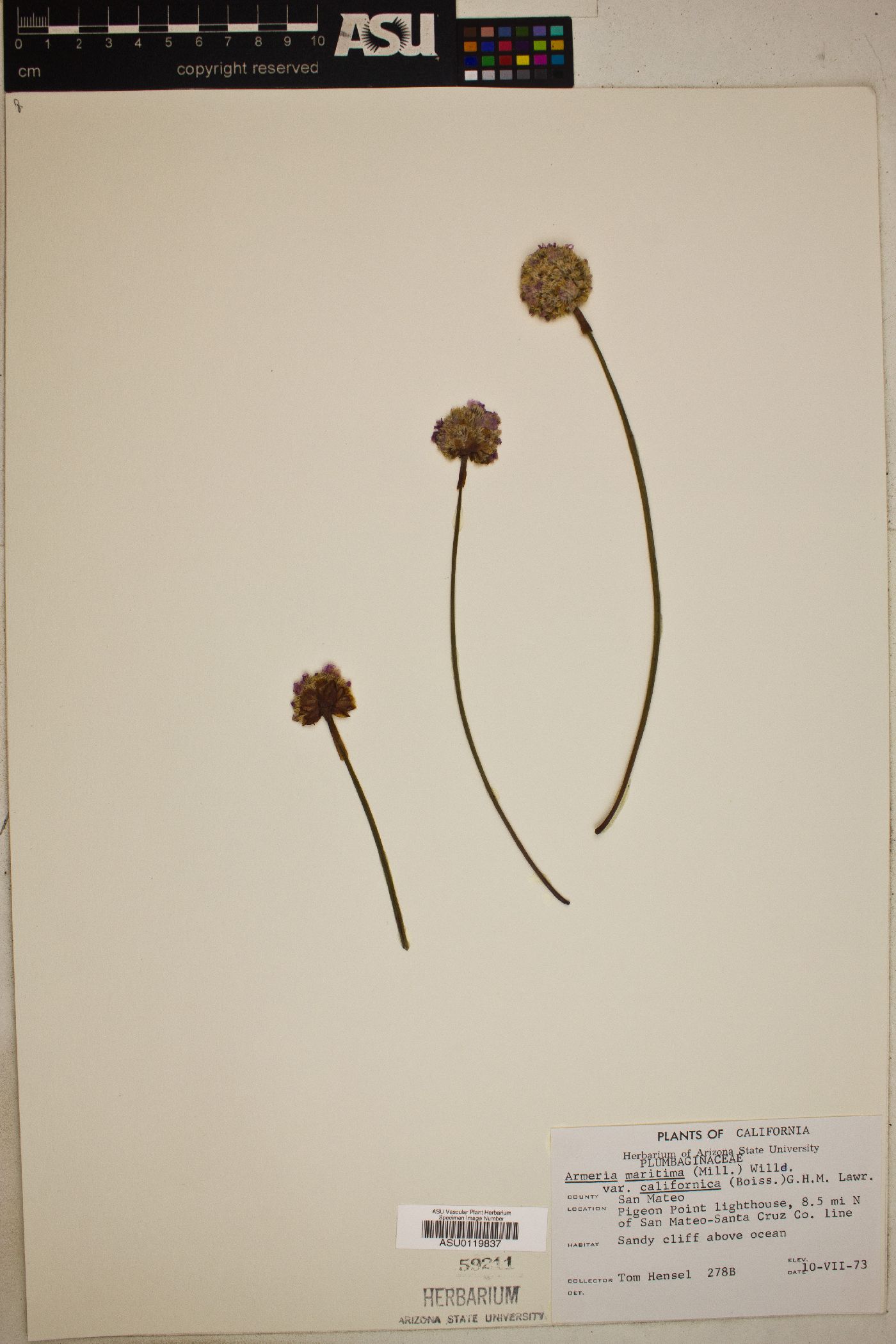 Armeria maritima var. californica image
