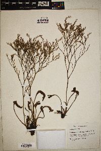 Limonium carolinianum image