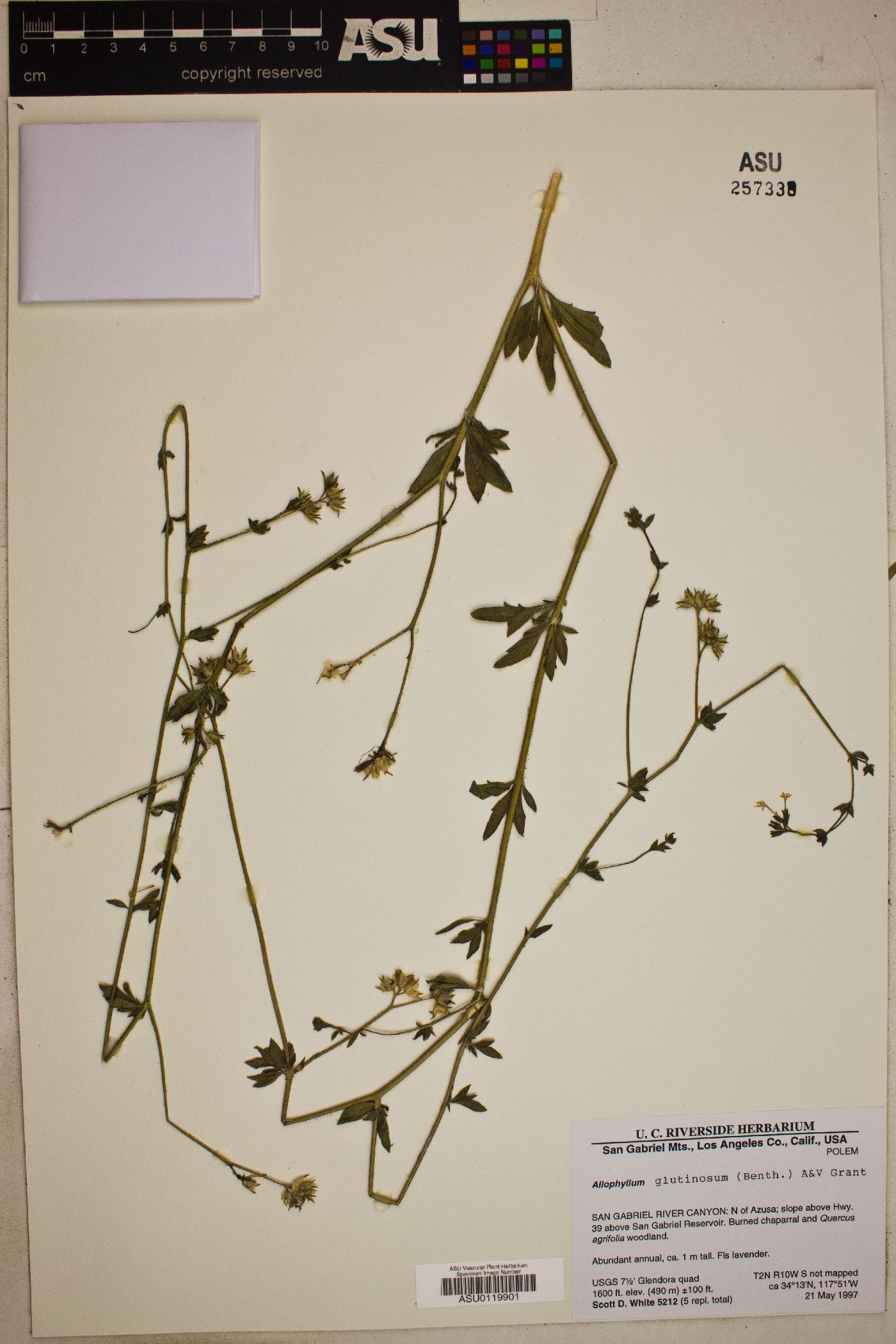 Allophyllum glutinosum image